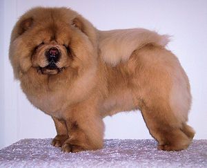 chow-chow-puppies-dogs-sale.jpg